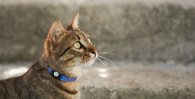Safety Collars: A Must for Every Feline